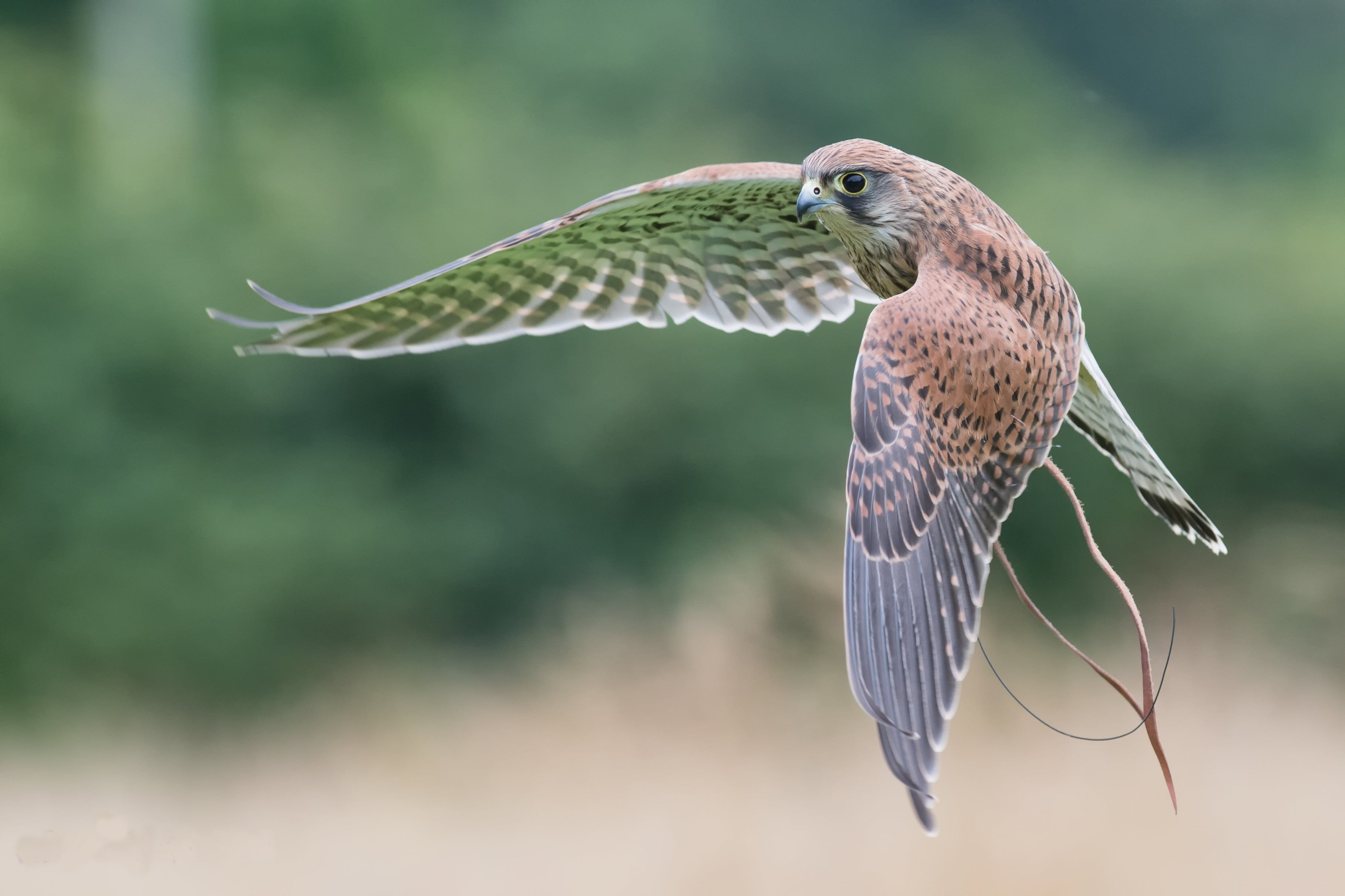 Birds of prey  Shropshire Wildlife Trust