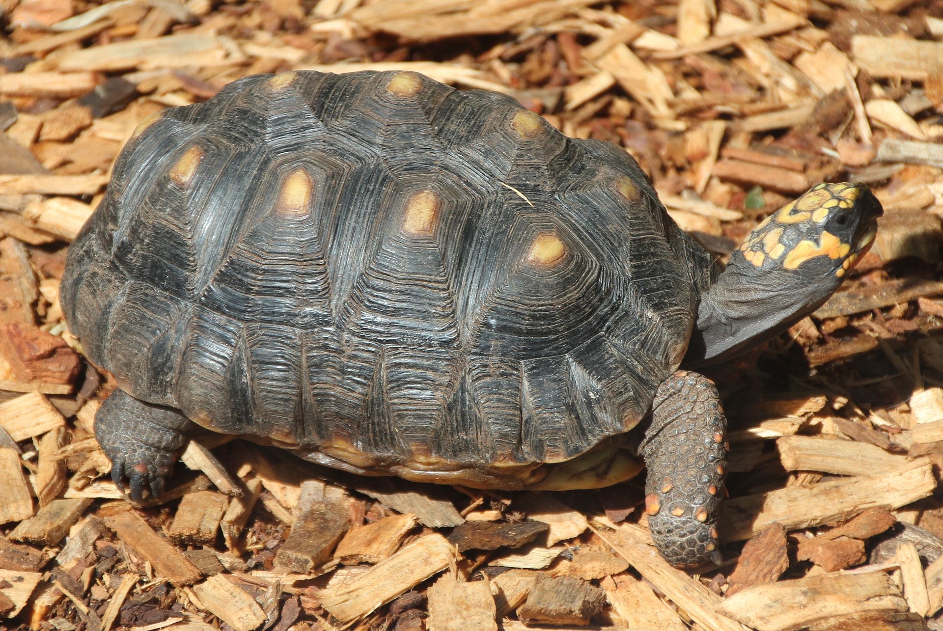 Red Footed Tortoise - Hoo Zoo and Dinosaur World