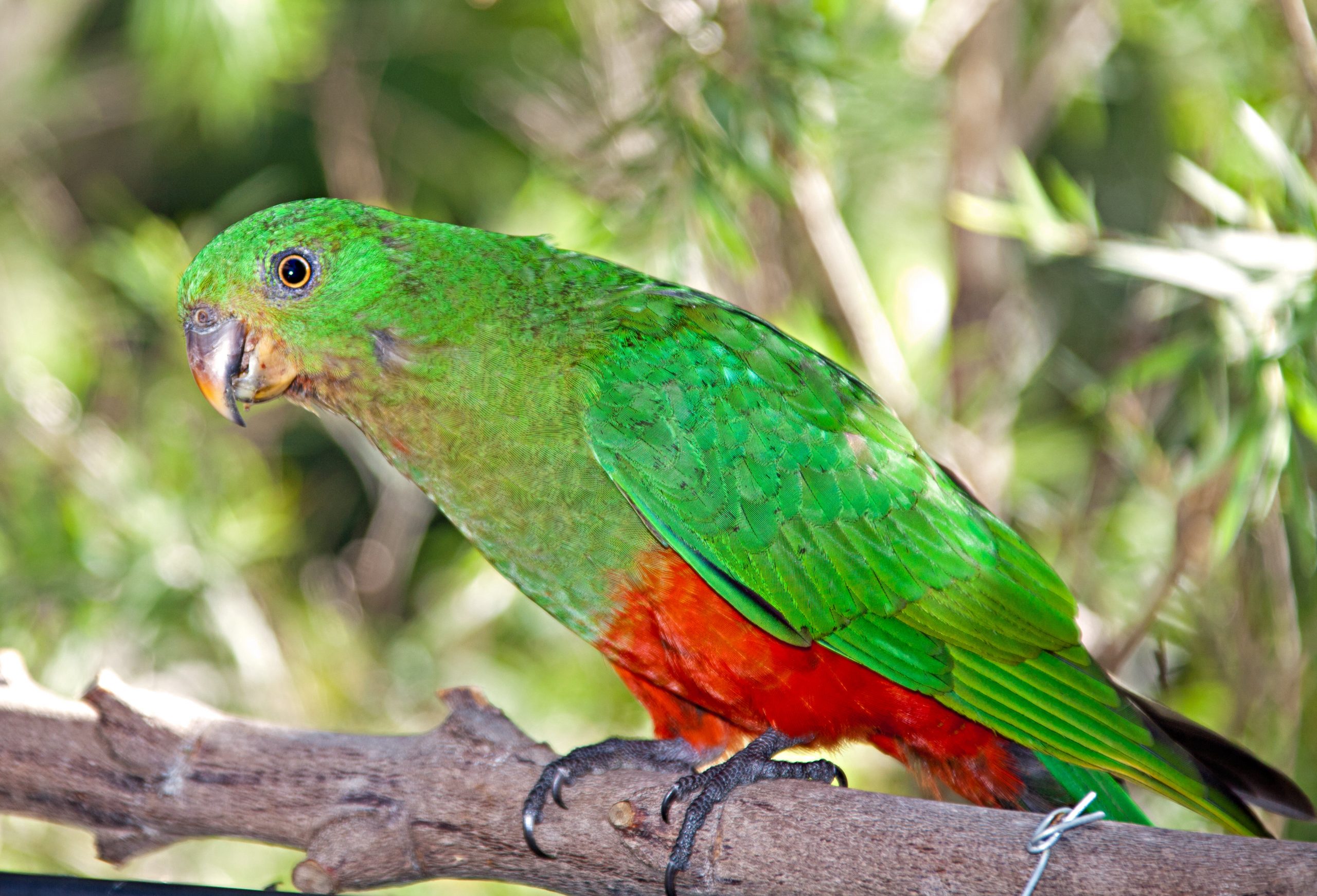 Australian King Parrot - Hoo Zoo and Dinosaur World