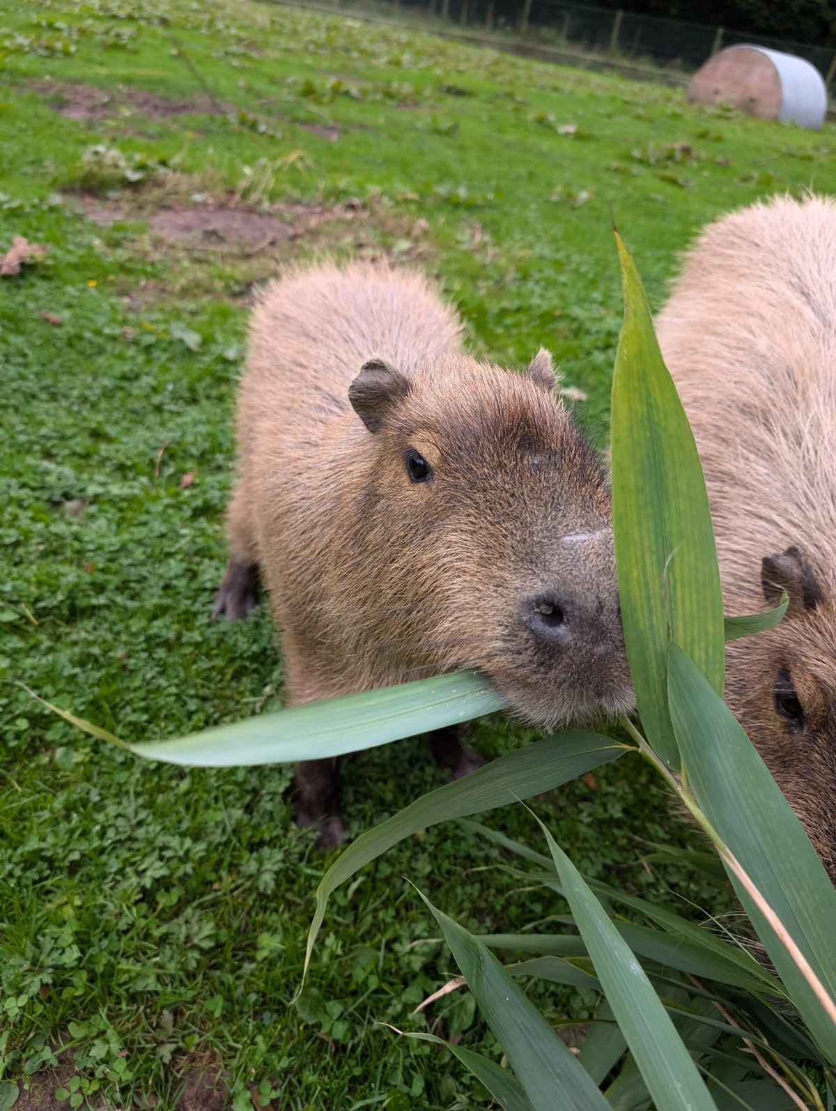 Capybara Experience