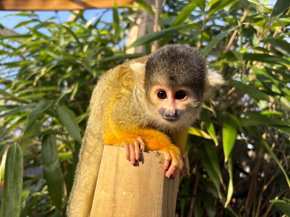 Family of Squirrel Monkeys make 250 mile journey to new home at Hoo Zoo